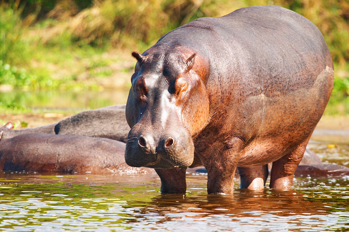 Бегемот в реке Нил