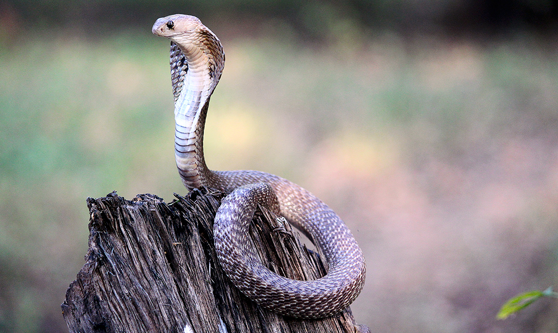 Индийская кобра