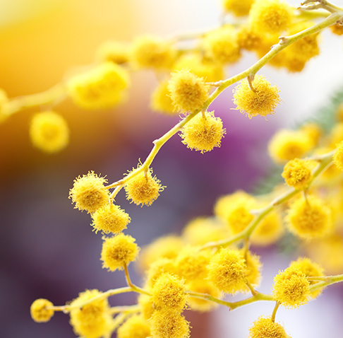 Мимоза Мимоза