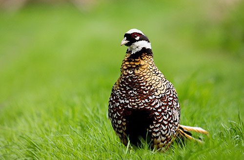 Королевский фазан 