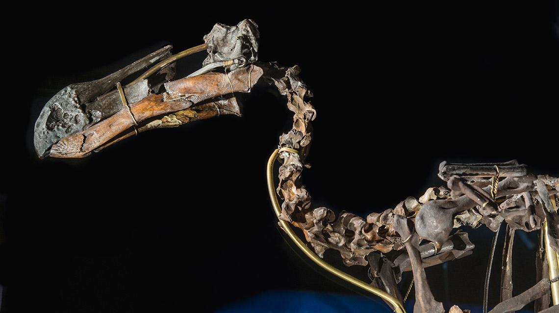 Скелет Додо