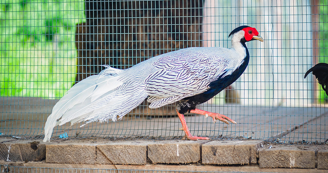 «ЗОО ФЕРМА» в ЭТНОМИРе