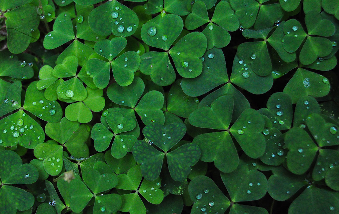 Трилистник - символ Ирландии