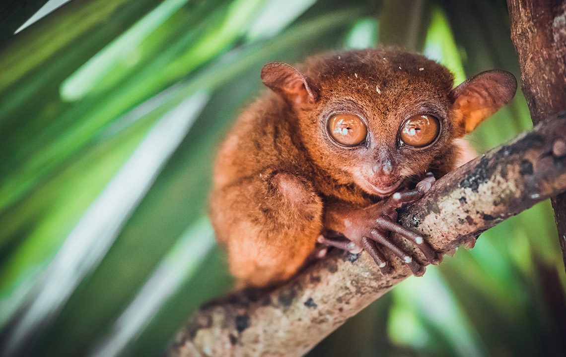 Филиппины – культура, природа, традиции