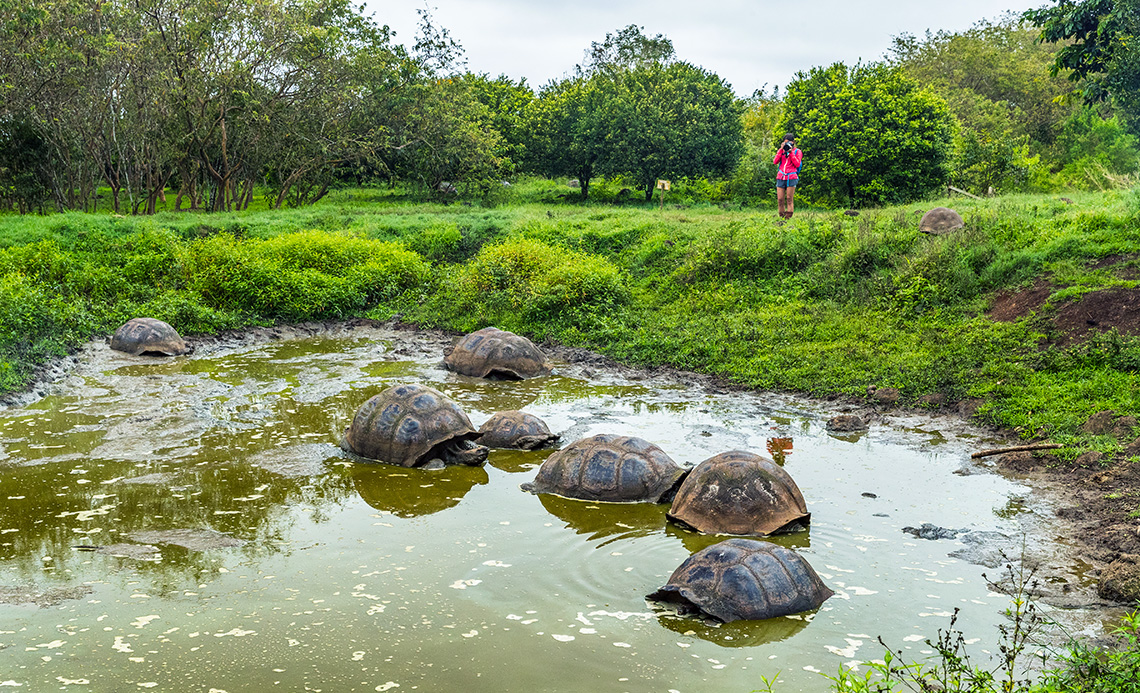 Из жизни слоновых черепах