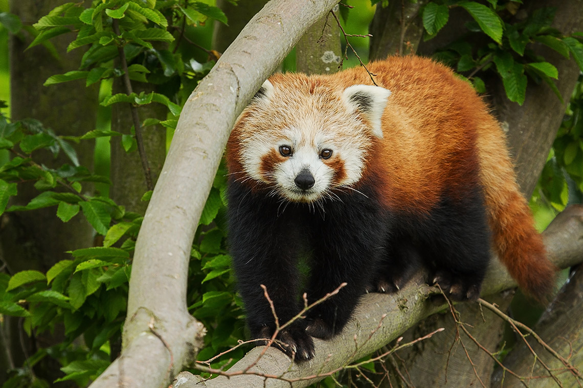 Малая панда