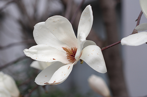 Обнажённая магнолия (Юлан) 