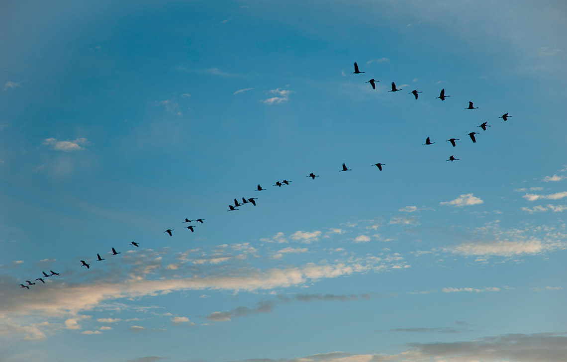 Майские приметы: стая журавлей