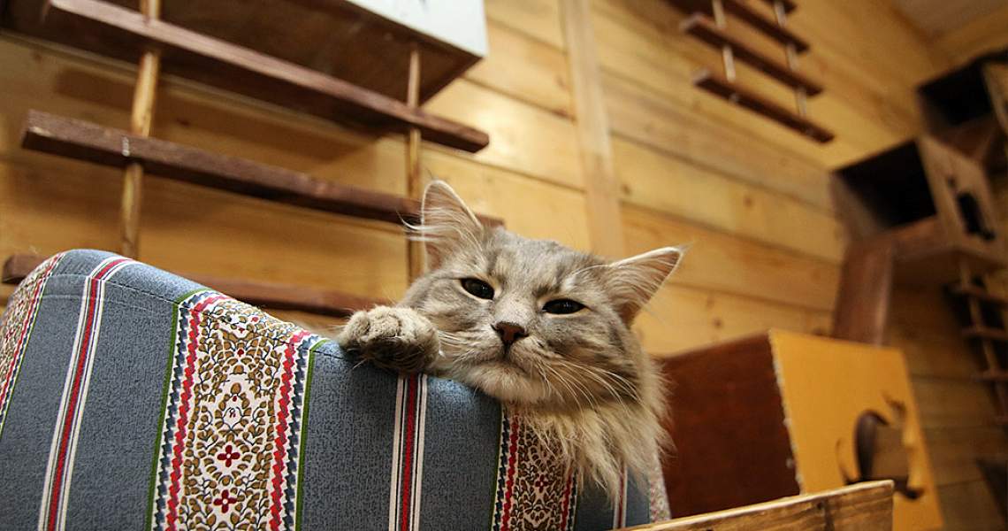 Пообщаться с котиками