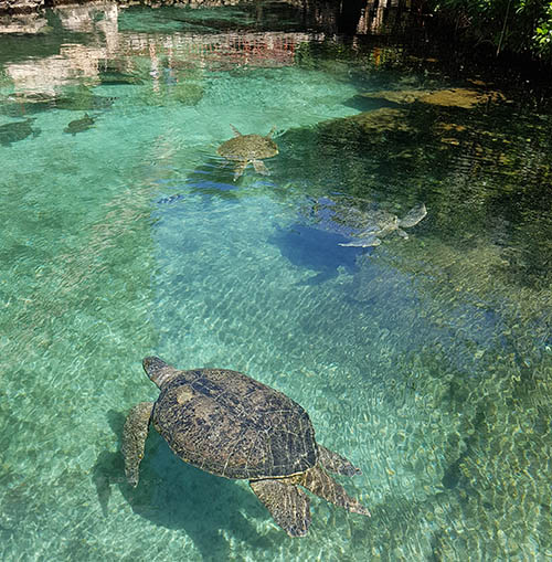 Мир флоры и фауны