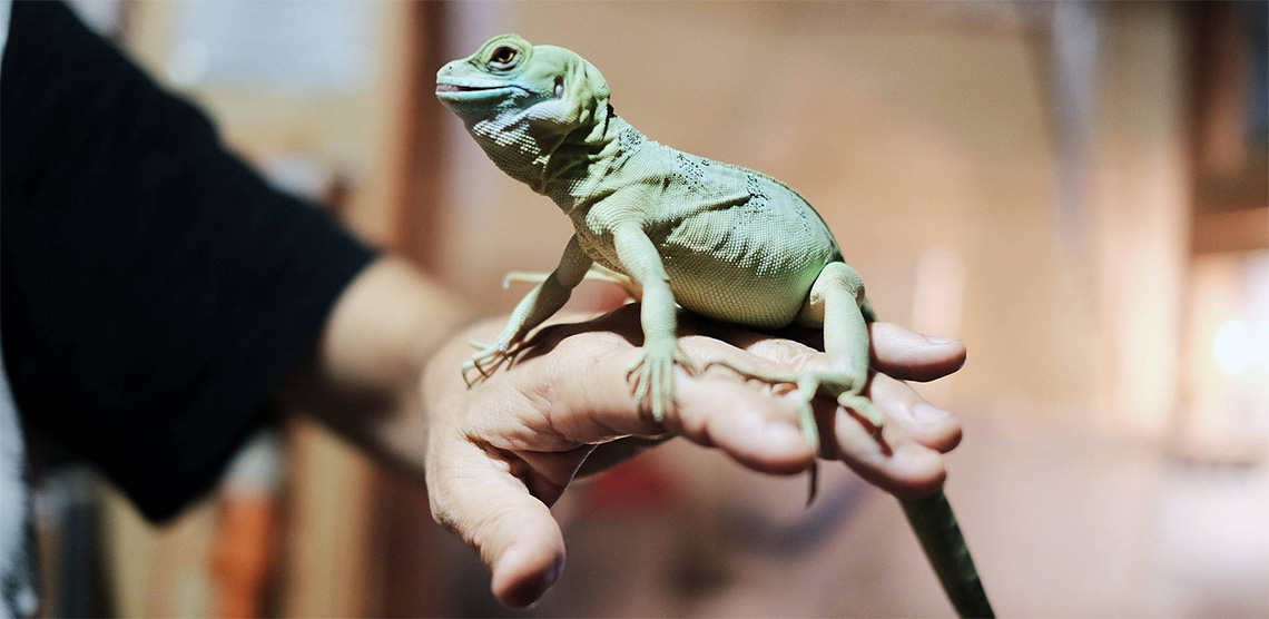 Экскурсия в зоодом «Дай лапу другу!»