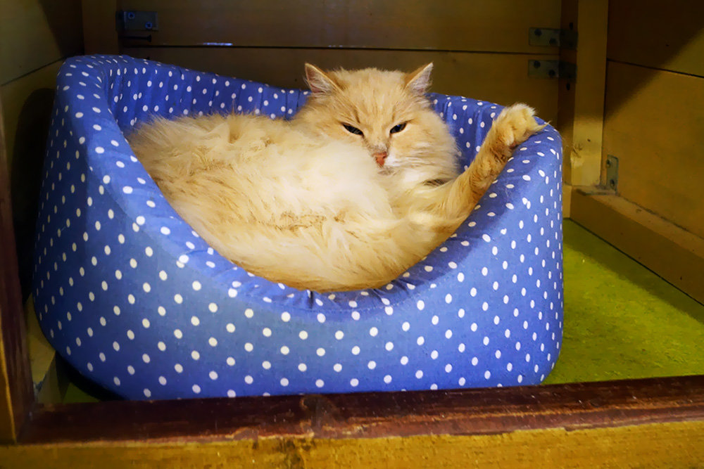 Котодом в ЭТНОМИРе