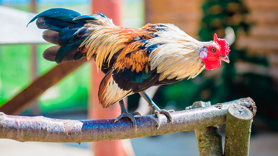 «ЗОО ФЕРМА» в ЭТНОМИРе