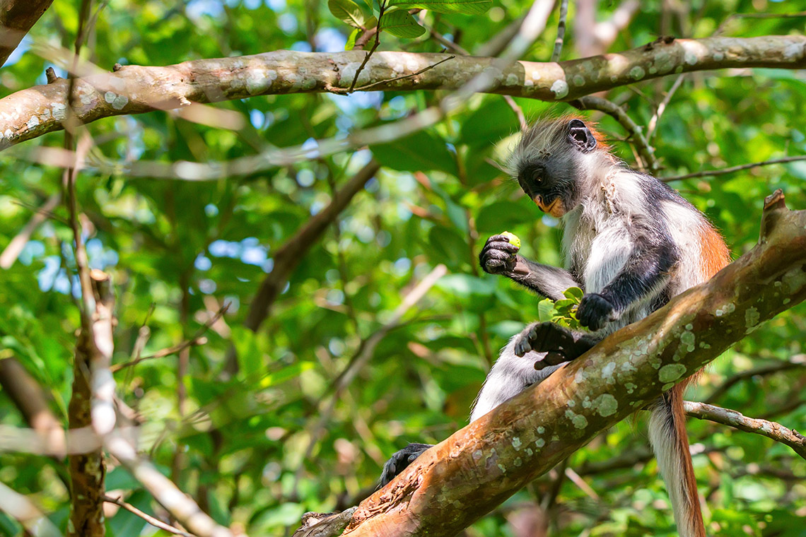 Красные обезьяны Колобус Кирка