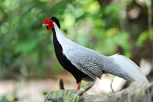 Серебряный фазан