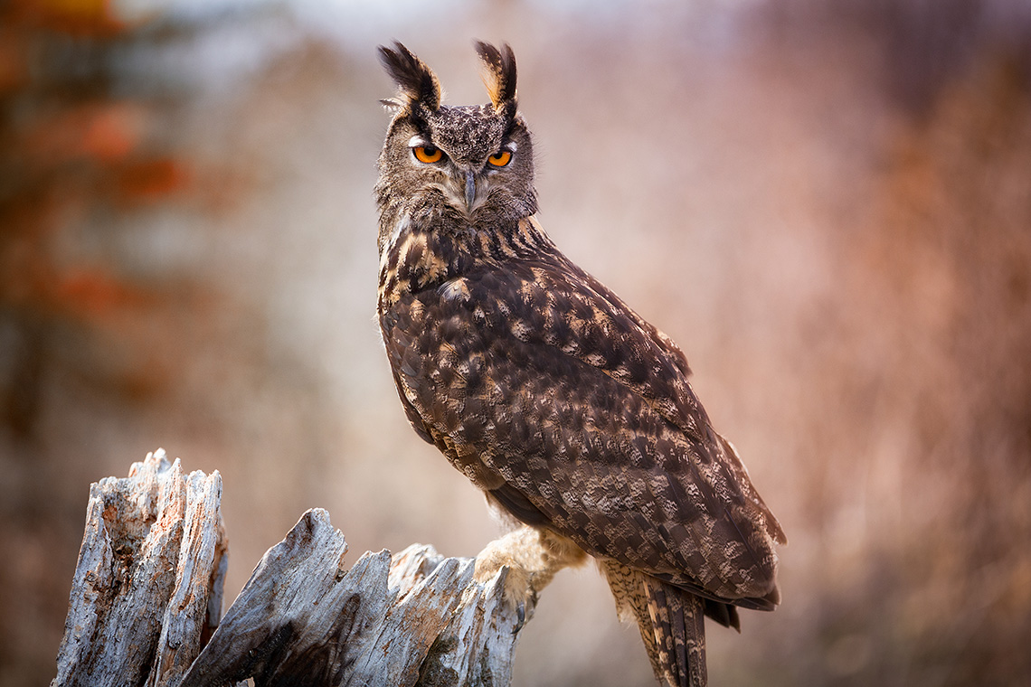 Филин и сова