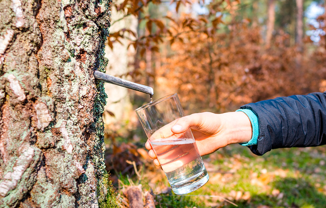 Майские приметы: берёзовый сок