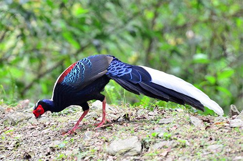 Тайваньский фазан (Свайно)