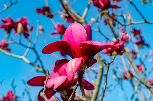 Лилиецветная магнолия (Мулан)