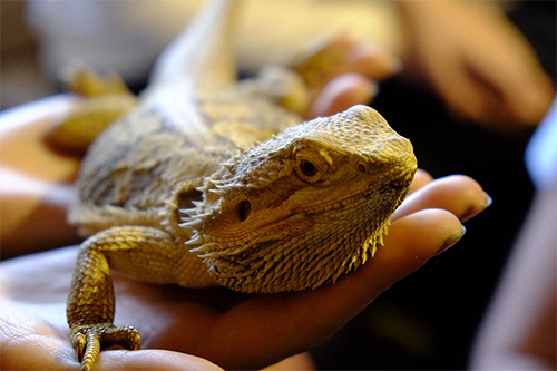 Зоодом «Кобры-мобры»