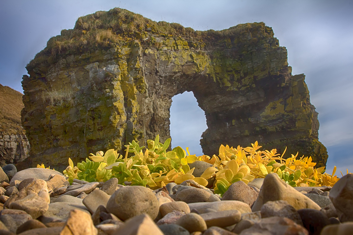 арка Стеллера