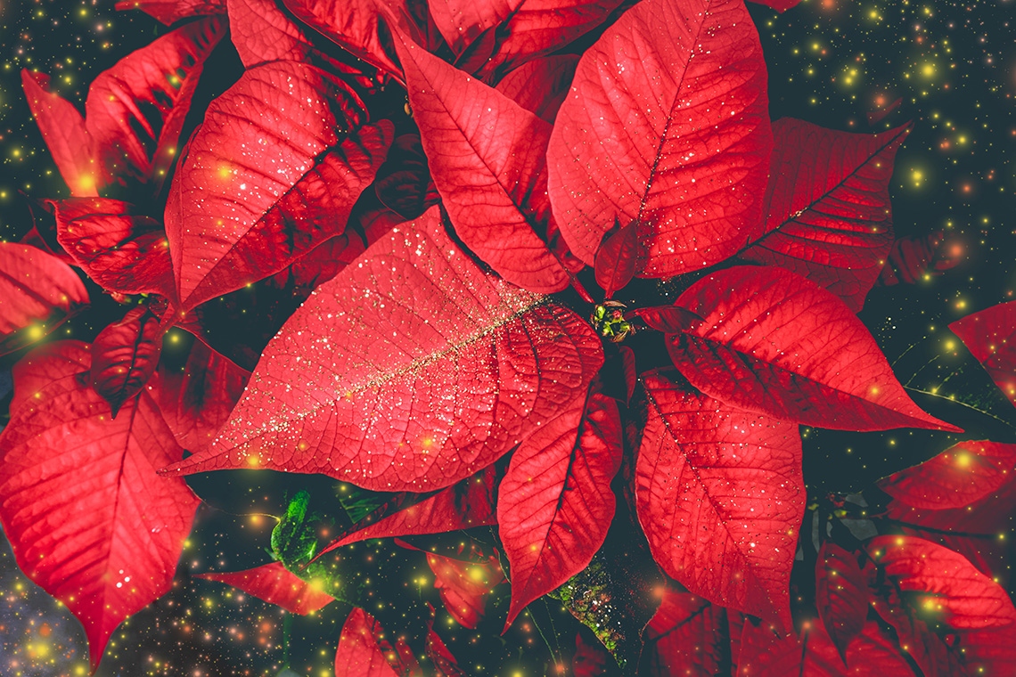 Растение пуансеттия