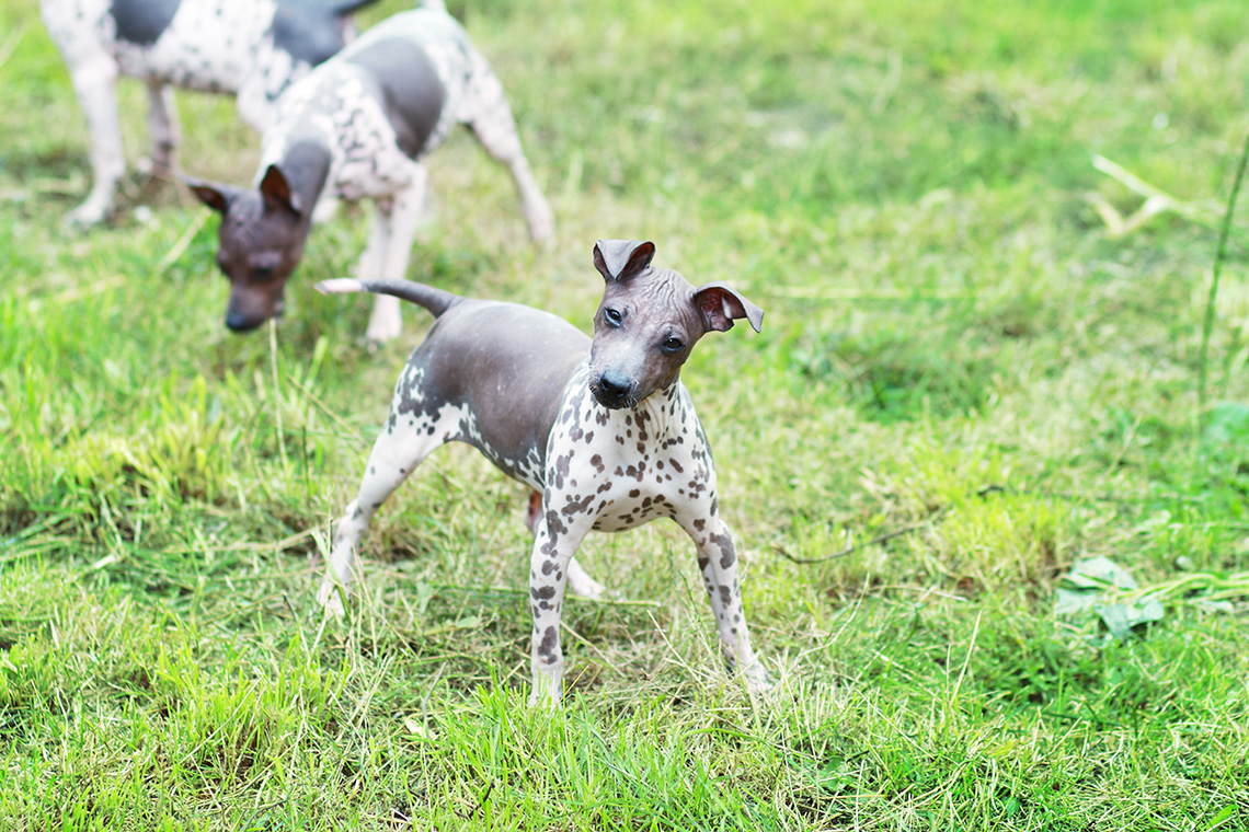 Американский голый терьер 