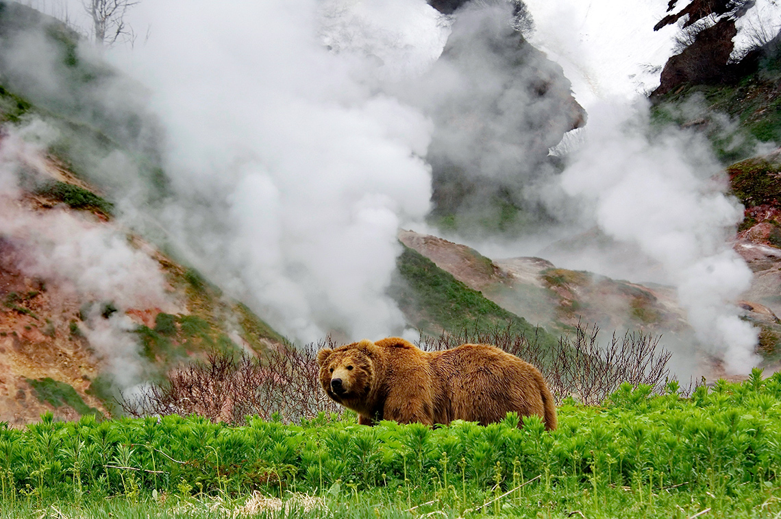 Долина гейзеров - это отличное убежище для медведей