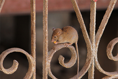 Храм Карни Мата