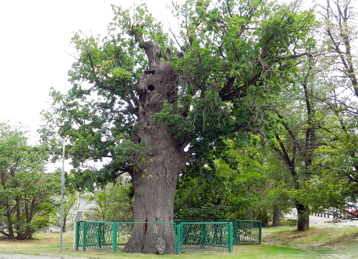 дуб Петра I