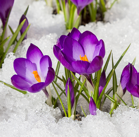 Крокус Крокус