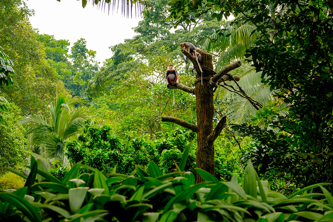 Обитатели дождевых лесов