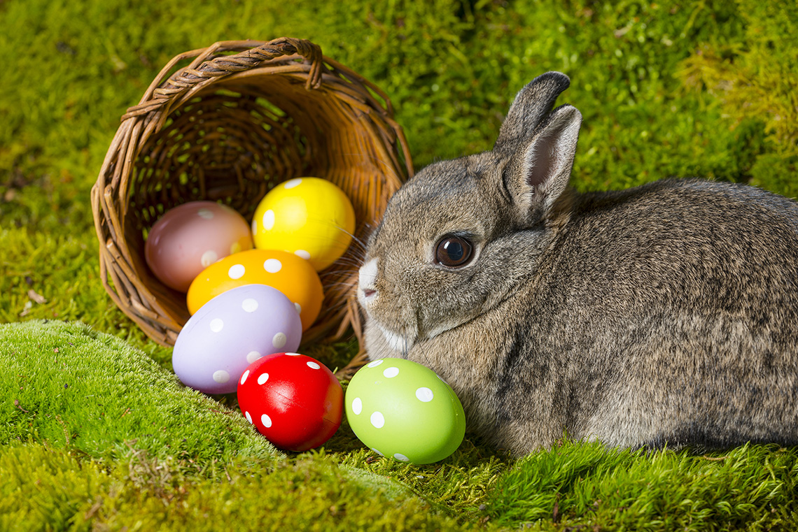 Пасхальный кролик