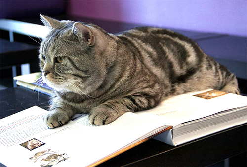 Кошки в «Республике» 