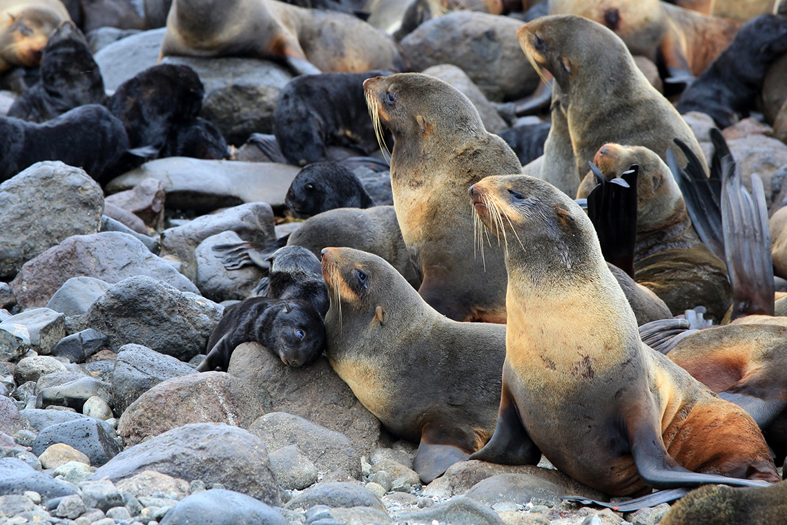 Богатство флоры и фауны