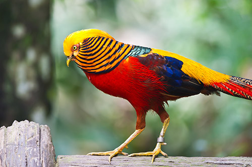 Золотого фазан