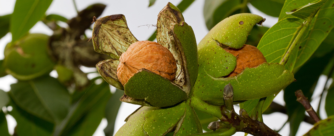 Грецкий орех