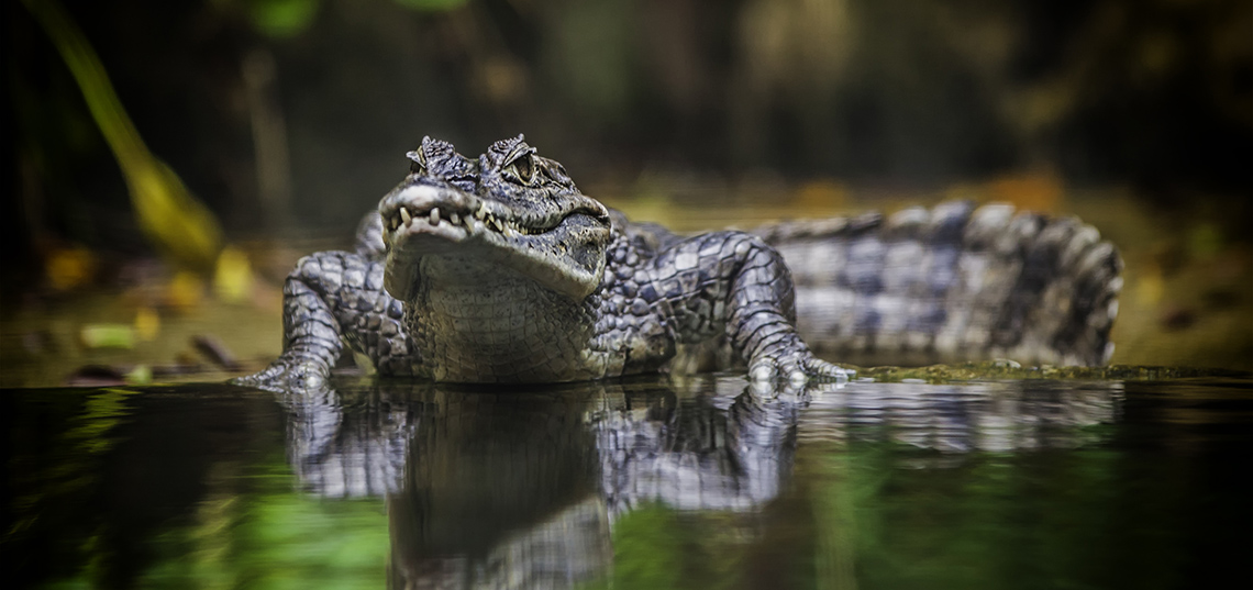 Крокодил