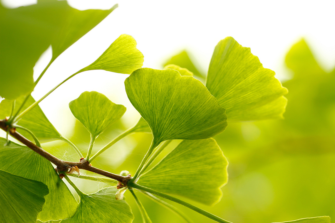 Растение гинкго