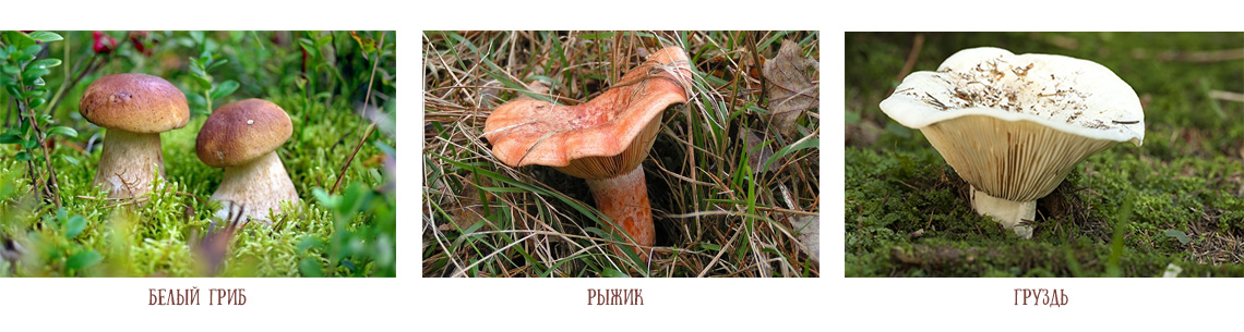 Белый гриб; рыжик; груздь