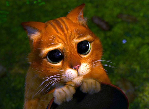 кот из мультфильма «Шрэк»