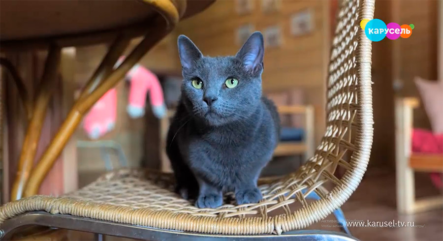Котодом в ЭТНОМИРе Котодом в ЭТНОМИРе