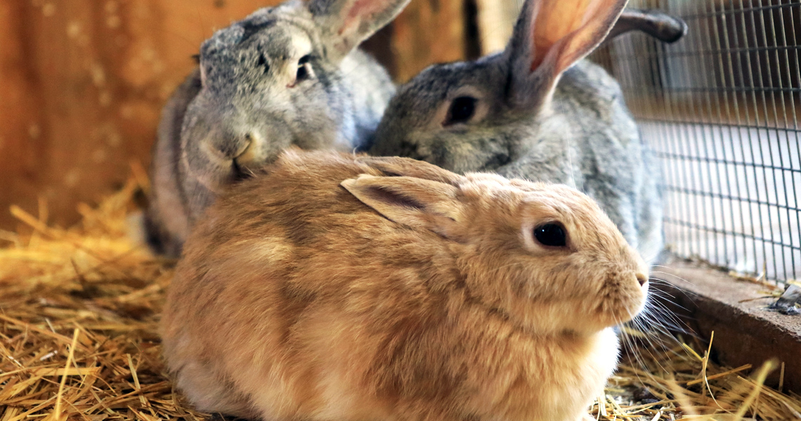 Зоопарки и питомники ЭТНОМИРа