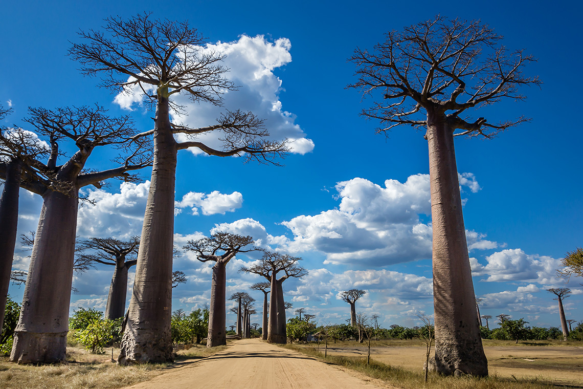 Аллея баобабов на Мадагаскаре