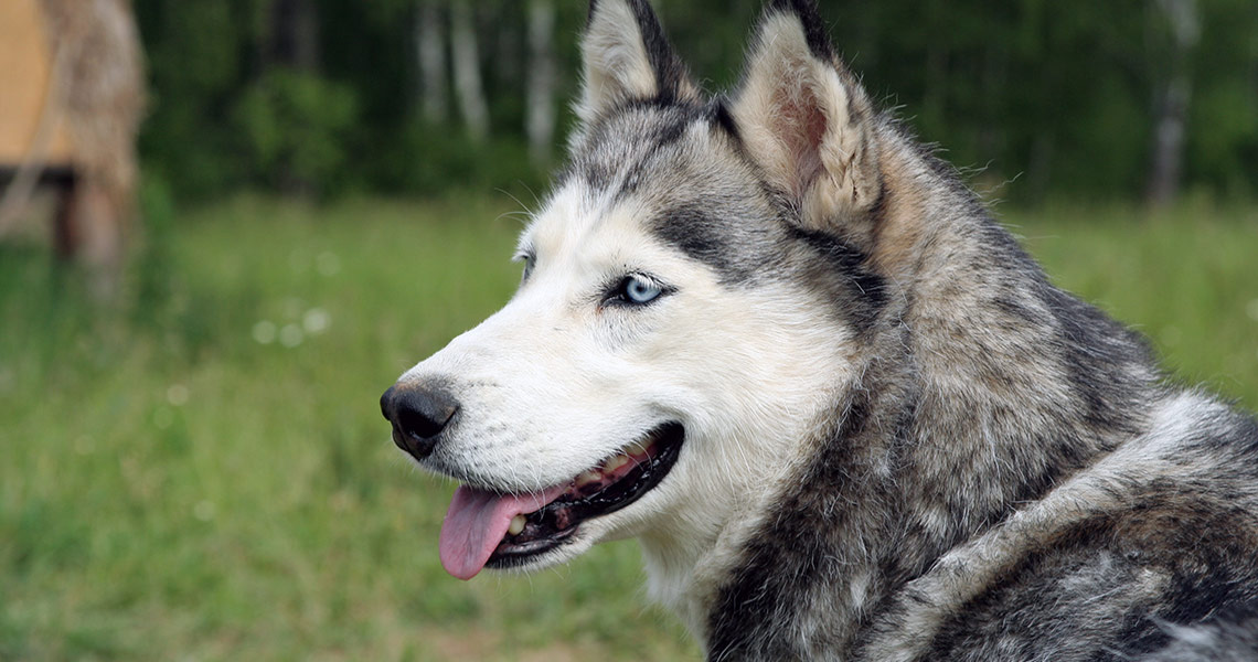 Питомник хаски в ЭТНОМИРе